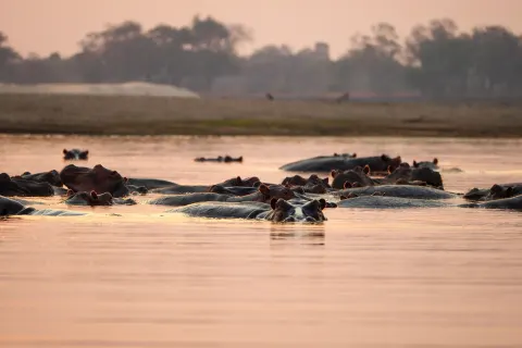 Zambia