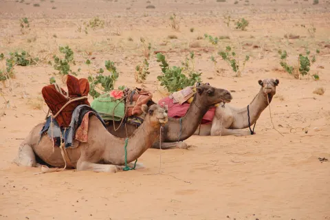 Mauritania